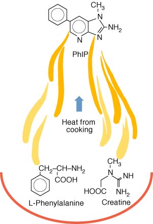 热量从烹饪形式HCA化合物如何