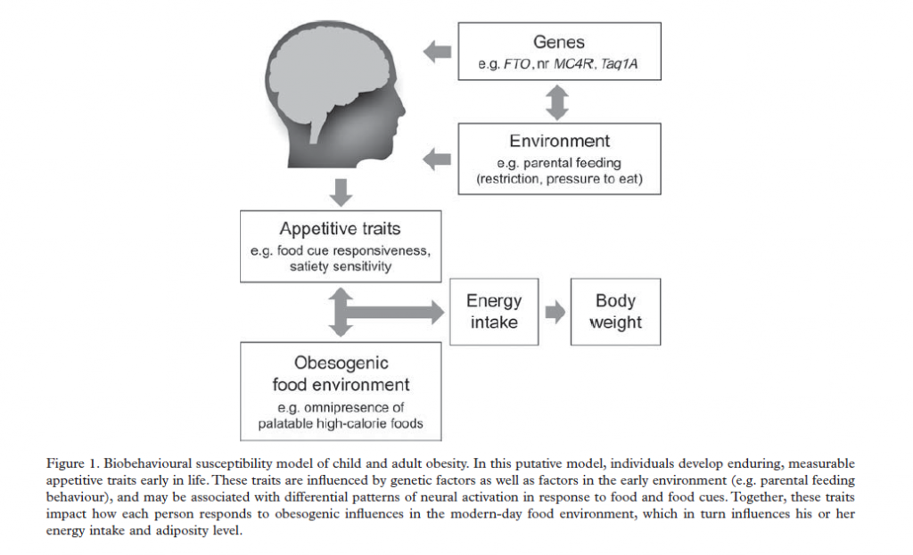 金来源:Carnell年代,Y,普赖尔k .脂肪的大脑,贪婪的基因,和家长权力:儿童和成人肥胖的生物行为风险模型。国际精神病学检查2012;24:189 - 199。