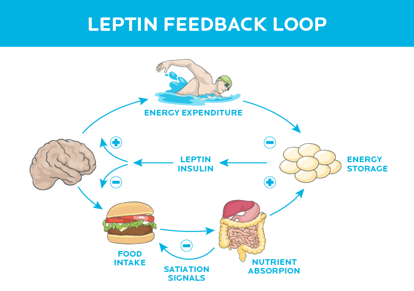 瘦素反馈环——你的大脑如何驱动你的食物消耗
