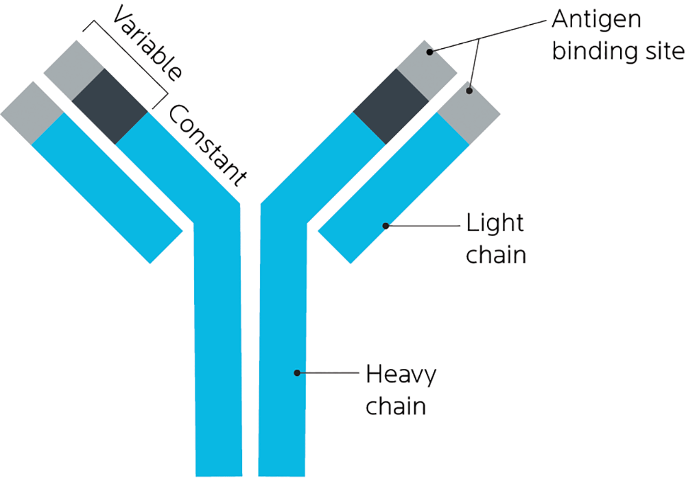 抗体结构和抗原结合位点