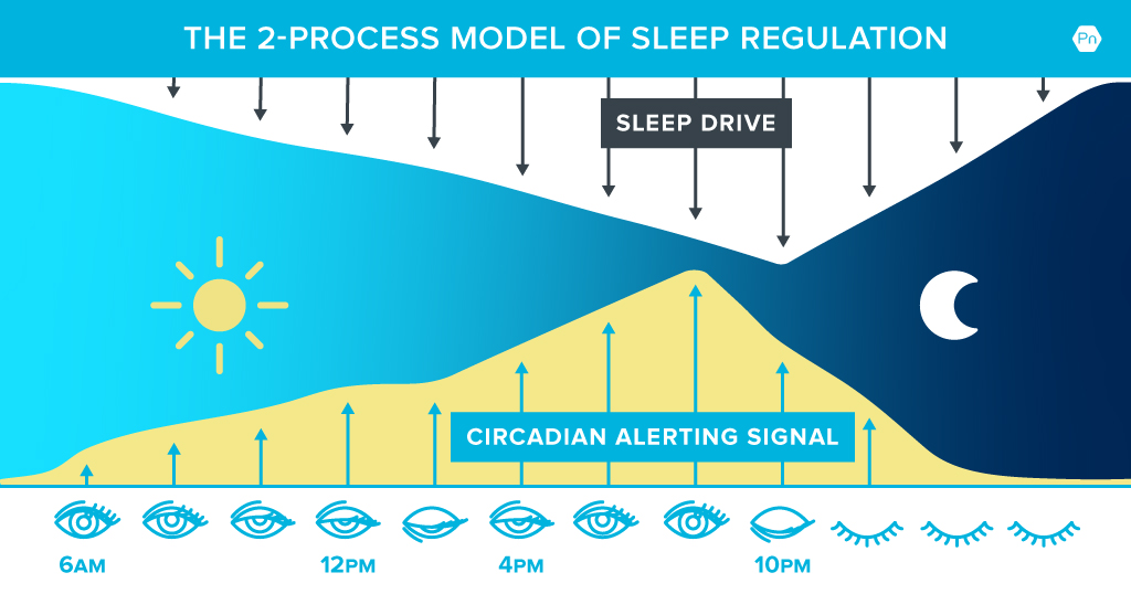 图表显示了睡眠驱动和昼夜节律警报信号在一天中如何相互作用和波动。睡眠驱动力从起床时间(早上6点)开始逐渐增加，到晚上10点(就寝时间)达到顶峰。从早上6点(醒来时间)到晚上12点，昼夜节律警报信号逐渐增强。它不会在下午2点增加，这让睡眠驱动力“压倒”它，导致嗜睡和“中午萎靡”。下午2点以后，昼夜节律警报信号开始再次增加，在晚上9点左右达到峰值。晚上10点，它开始减少，让睡眠驱动力再次压倒你，使你在睡觉时间变得困倦。