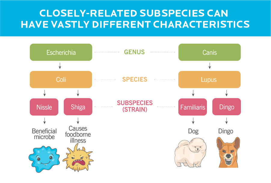 表显示不同属,物种和亚种或株益生菌菌株和动物之间进行比较。